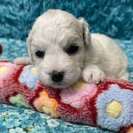 Alyssa - White female Bichon Frise puppy in Clearwater, Florida from Cambeas Puppies