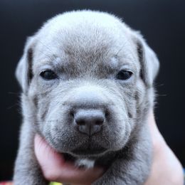Topaz - Blue male Staffordshire Bull Terrier puppy in Dallas, Texas from Wild Blue Staffords