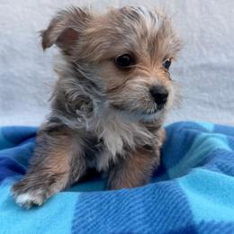 Fox - Gold male Yorkshire Terrier puppy in Palm Coast, Florida from Fiesta Pups