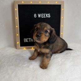 Letty - Sable female Dachshund puppy in Dickinson, Texas from Beth’s Doxieland