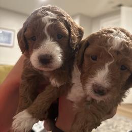 Labradoodle Puppies from California Double Doodles