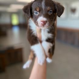 Christopher Robin - Red tri male Toy Australian Shepherd puppy in Clarkesville, Georgia from North Georgia Gems