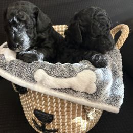 Poodle Puppies from Tyndaleia Watson