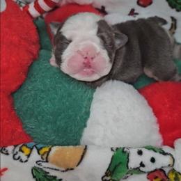 Cupid - Blue tri-color male Bulldog puppy in Franklin Grove, Illinois from Illinois Bullies Kennel