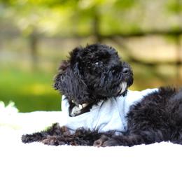 White collar - Black and white male Bernedoodle puppy in Spokane, Washington from Doodle Love