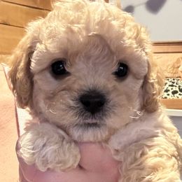 Cavapoos and Cavapoochons from Wine country cavapoos