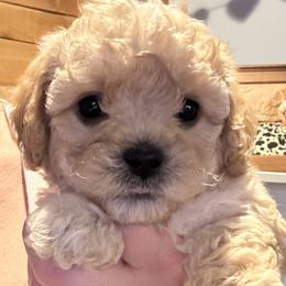 Cavapoos and Cavapoochons from Wine country cavapoos