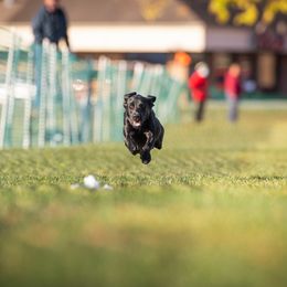 Labrador Retriever All Grown Up from Purpose Bred Labrador Retrievers