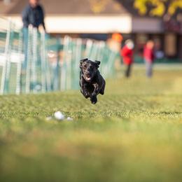 Labrador Retriever All Grown Up from Purpose Bred Labrador Retrievers