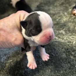 Male - Black and white male Boston Terrier puppy in Mc Donough, Georgia from Ballard Boston Terriers