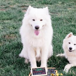 Samoyeds from Mountain Legacy Samoyeds