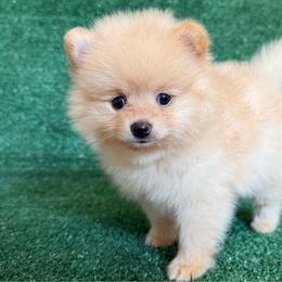 Boy 2 - Cream male Pomeranian puppy in Avondale, Arizona from Mely Pomlove