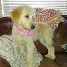 Goldendoodle Puppies from Toneytails Doodles