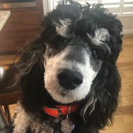 Poodles from Freeport Poodles