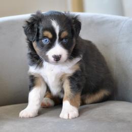 JET - Black tri male Miniature American Shepherd puppy in Bixby, Oklahoma from Roeboat Aussies