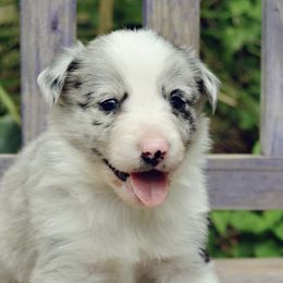 Boy 1 - Blue Border Collie puppy in Mesa, Arizona from Ranch Girl Border Collies