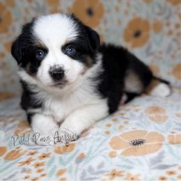 Love Bug - Black tri female Toy Australian Shepherd puppy in Liberty Hill, Texas from Pistol Paws Aussies