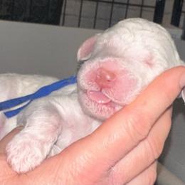 Finn - Cream male Poodle puppy in Prosperity, Pennsylvania from Stelladoodles & Company