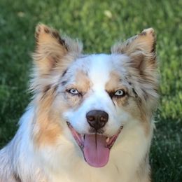 Addie - Australian Shepherd
