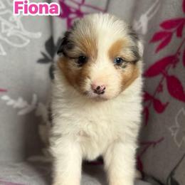 Fiona - Blue merle female Australian Shepherd puppy in Rapid River, Michigan from Echolight Australian Shepherds