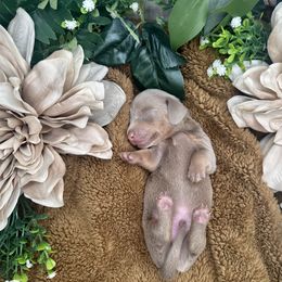 Dachshund Puppies from Harrison Farm