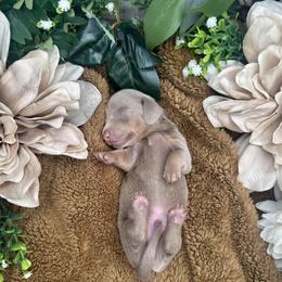 Dachshund Puppies from Harrison Farm