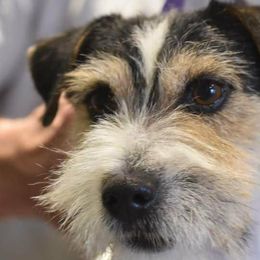 Russell Terrier Puppies from Bluegrass Russell Terriers