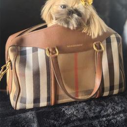 EXQUISITE PURSE PUP - Gold female Shih Tzu puppy in Los Angeles, California from LUXURY PAWS