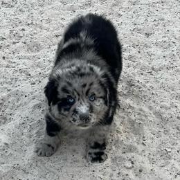 Spade - Blue merle male Australian Shepherd puppy in Whitwell, Tennessee from Owl Hollow Farm