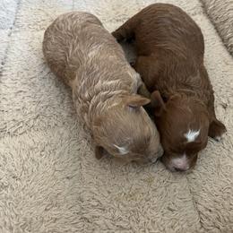 Poodle puppies from LittleBear Poodles