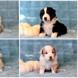 Miniature American Shepherd and Miniature Australian Shepherd Puppies from PreciousGem Miniature American Shepherds