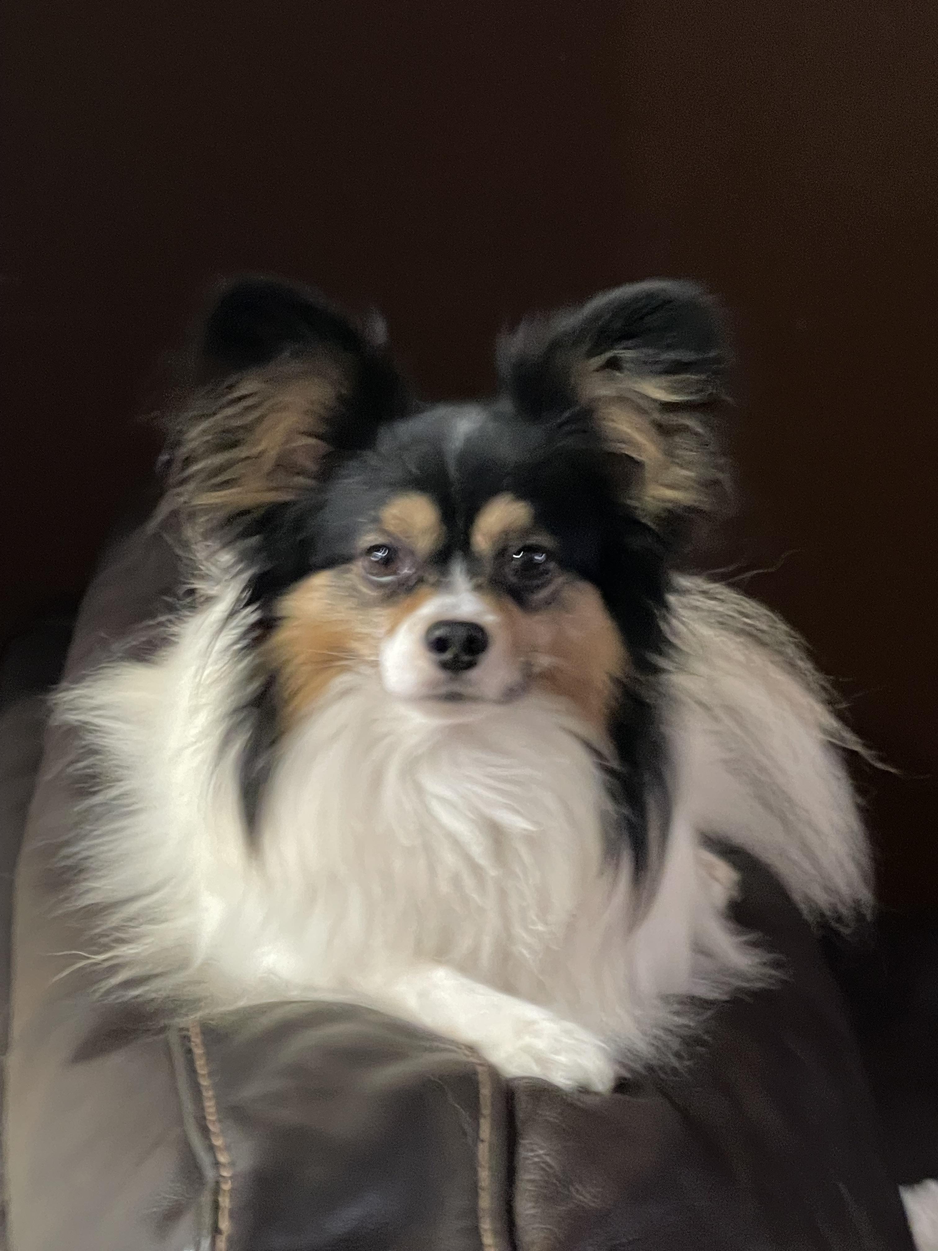 Sunshine Papillons in Florida | Papillon puppies | Good Dog