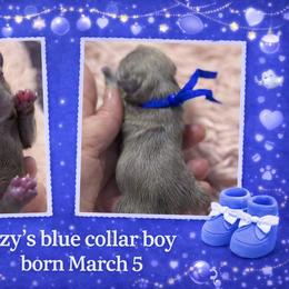 Blue boy - Lilac male Shih Tzu puppy in Berkeley Springs, West Virginia from Sandridge Shih Tzus