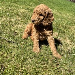 Bernedoodle and Labradoodle Puppies from Zehr’s Labradoodles & Bernedoodles