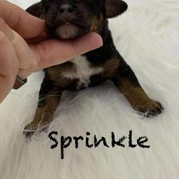 Girl 2 - female Poodle puppy in Wheatland, California from Sapphire Ridge Poodles