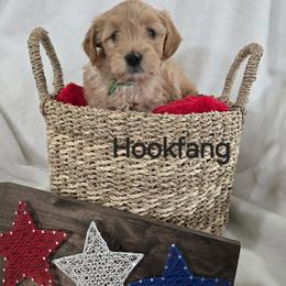 Hookfang - Apricot male Goldendoodle puppy in Layton, Utah from Gracious Doodle Dogs