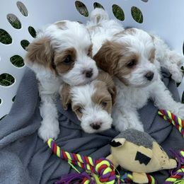 Cavapoo Puppies from Ellas.Pups