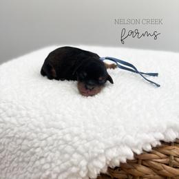 Emerald - Black & tan male Maltipoo puppy in Huntsville, Texas from Nelson Creek Farms