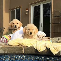 Golden Retriever Puppies from Family Loved Golden Retrievers