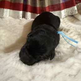 Oscar - Black and red male German Shepherd puppy in Hillsboro, Indiana from Salty Raccoon Ranch German Shepherds