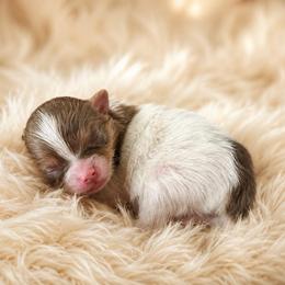 Tiny tri - Chocolate and tan female Pomeranian puppy in Fayetteville, North Carolina from Tar-heel Poms