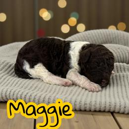 Maggie - Phantom female Poodle puppy in Port Orange, Florida from Daytona’s Standard Poodles