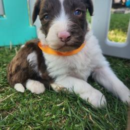 Male 3 - Red tri-color male Aussiedoodle puppy in Mouth Of Wilson, Virginia from Holly Ridge Aussies, Aussiedoodles & Corgis