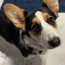 Bunny - Cardigan Welsh Corgi