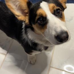 Bunny - Cardigan Welsh Corgi