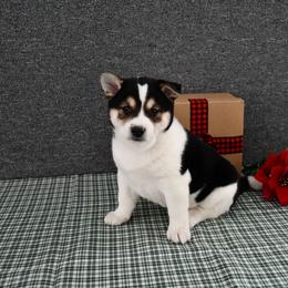 Whistler - Black and tan male Shiba Inu puppy in Arcola, Illinois from Highline Puppies