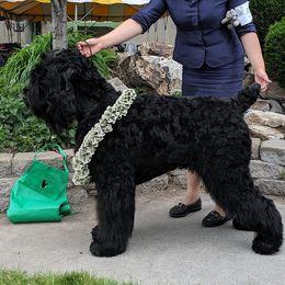Black Russian Terriers from Naissur Kennel