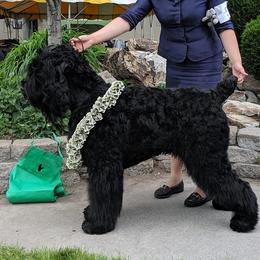 Black Russian Terriers from Naissur Kennel