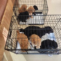 Goldendoodle Puppies from Hadie's Doodles