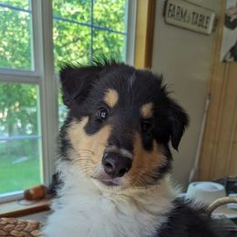 Woodpecker Farm the Gael (Blue 💙) - Scottish Collie puppy in Lynden, Washington from Woodpecker Farm